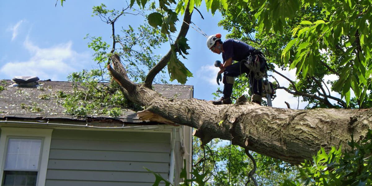 Emergency tree service