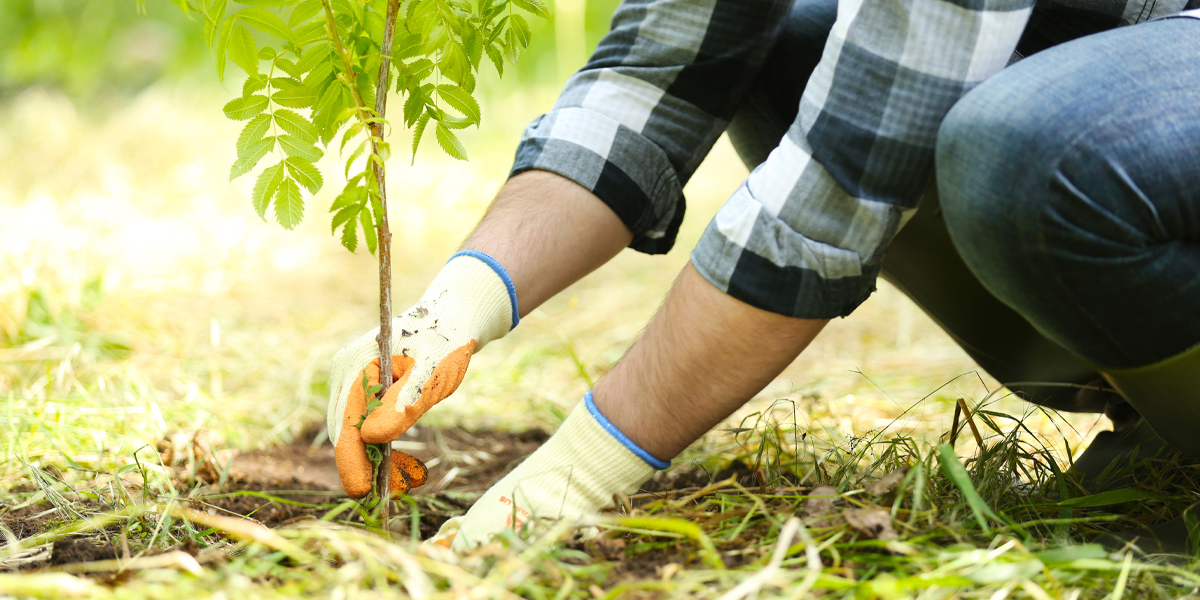 TREE PLANTING